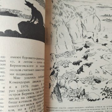 Звери в природе